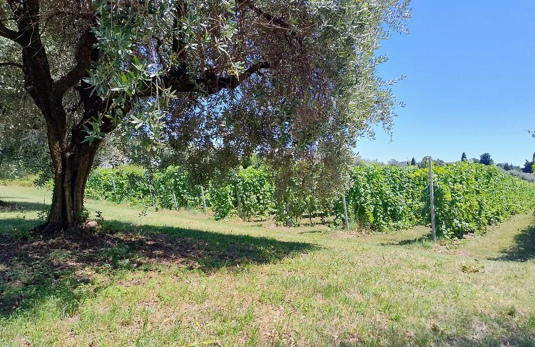 Cascina Monte Tivino-1